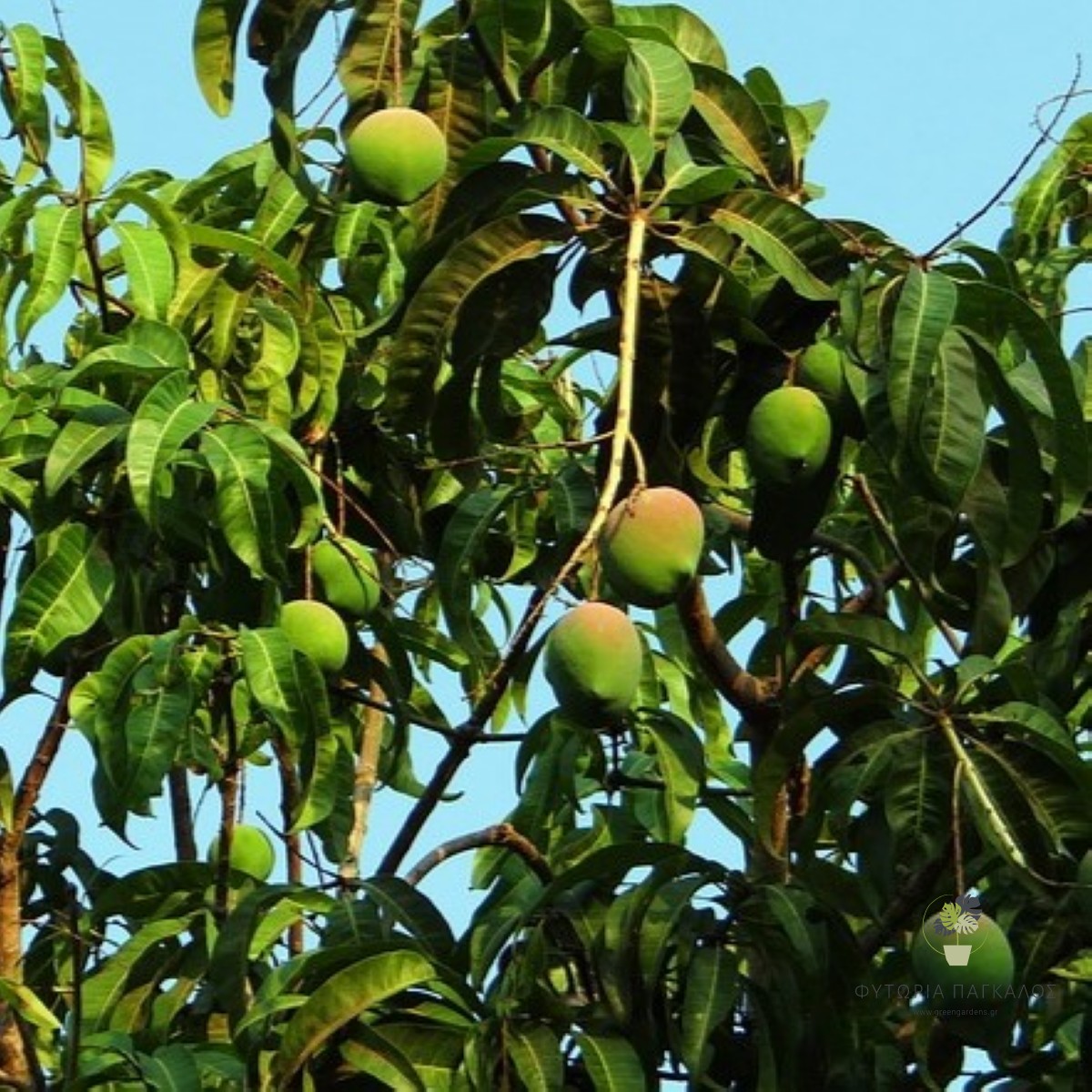 Μάνγκο (Mangifera indica) – Εξωτικό Καρποφόρο Δέντρο με Γλυκούς Καρπούς - 2